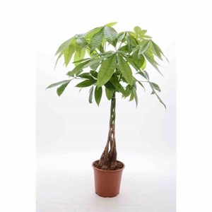 Pachira aquatica 15 l 170-190 cm