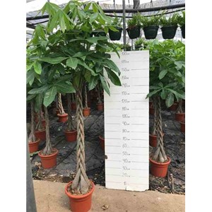 Pachira aquatica 15 l 170-190 cm