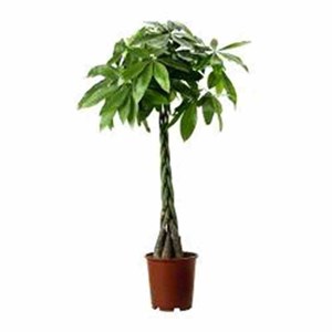 Pachira aquatica 3 l 60-80 cm