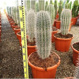 Pachycereus pringlei cactus 25 l 100-125 cm