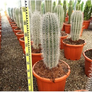 Pachycereus pringlei cactus 25 l 100-125 cm