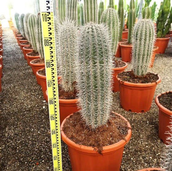 Pachycereus pringlei cactus 25 l 100-125 cm