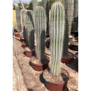 Pachycereus pringlei cactus 25 l 100-125 cm