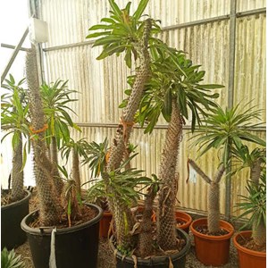 Pachypodium lamerei 25 l 80-100 cm