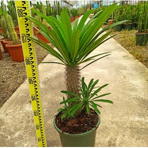 Pachypodium lamerei 25 l 80-100 cm
