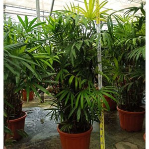 Palmier bambou 25 l 150-175 cm