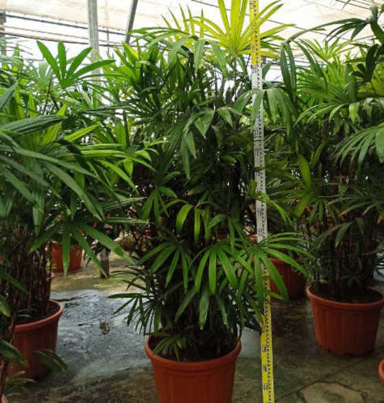 Palmier bambou 7 l 100-120 cm