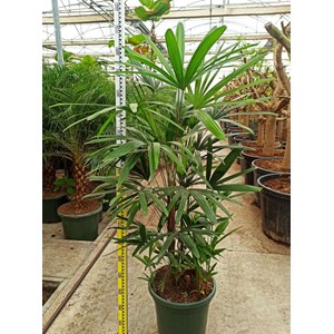 Palmier bambou 7 l 100-120 cm