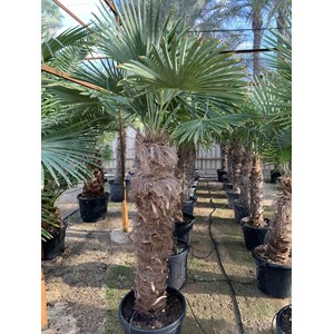 Palmier chanvre 10 l tige 10-20 cm 90-100 cm