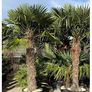 Palmier chanvre 45 l pied 50-60 125-150 cm