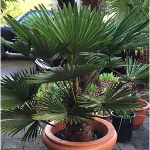Palmier chusan tronc 20-30 cm- 80-100 cm