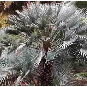 Palmier doum bleu 40 l tronc 30-50 total 140-160