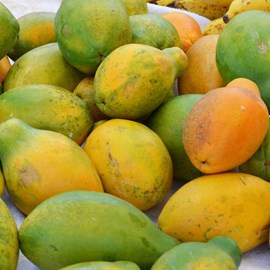 Papayer aliciavariété petite 7 l 60-80 cm