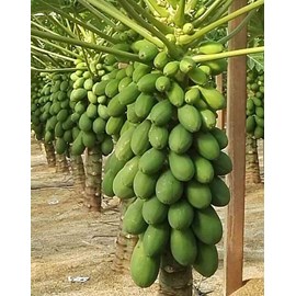 Papayer caballerovariété petite 7 l 60-80 cm