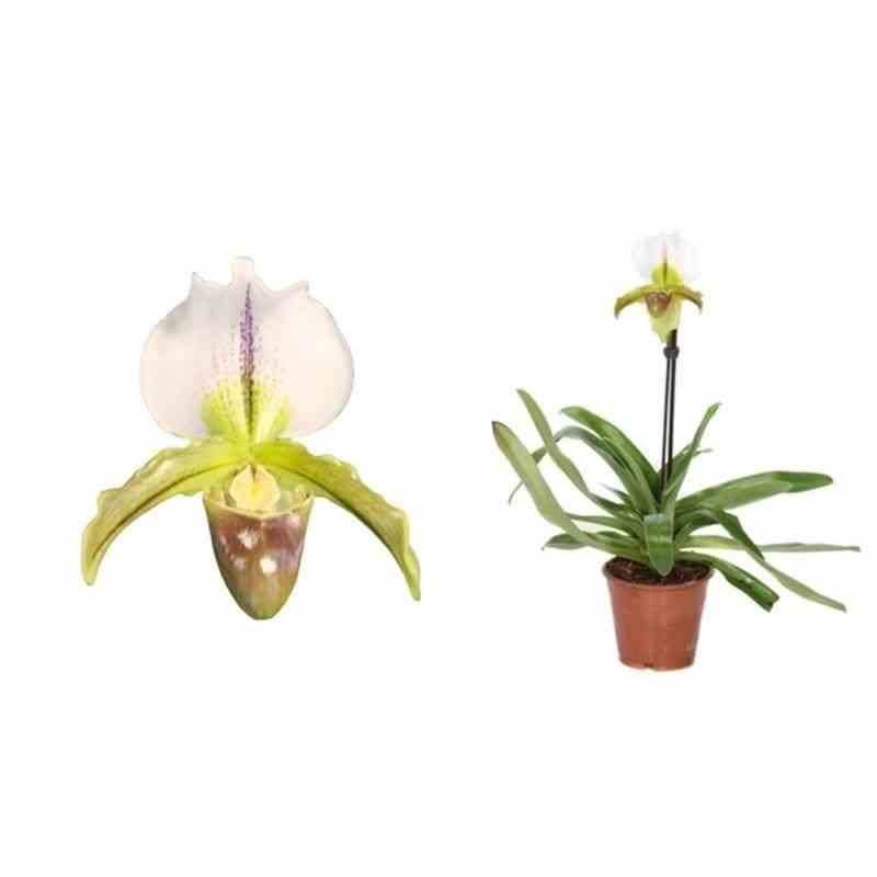 Jardin Tropic - Paphiopedilum sabot de vénus 0,5 l 20-30 cm