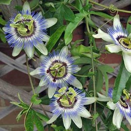 Passiflora caerulea 5 l 80-100 cm