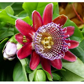 Passiflora quadrangularis 2 l 80-100 cm