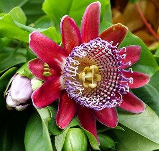 Passiflora quadrangularis 2 l 80-100 cm