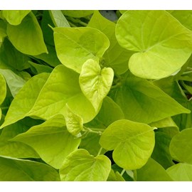 Patate douce 2 l 20-30 cm