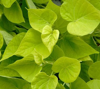 Patate douce 2 l 20-30 cm