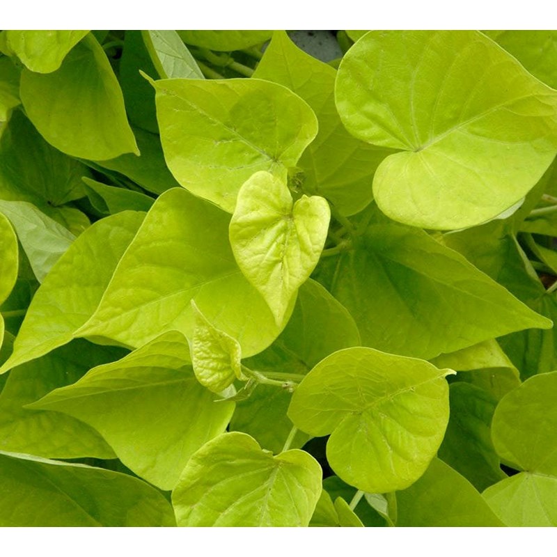 Patate douce 2 l 20-30 cm