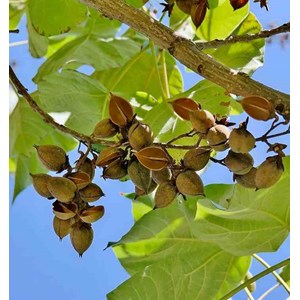 Paulownia tomentosa 25 l- 125-150 cm