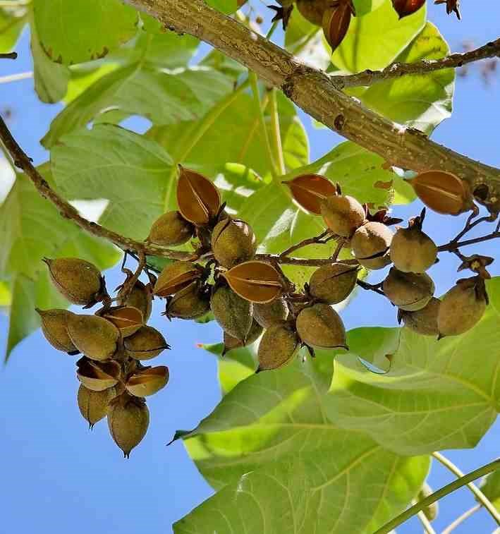 Jardin Tropic - Paulownia tomentosa 25 l- 125-150 cm