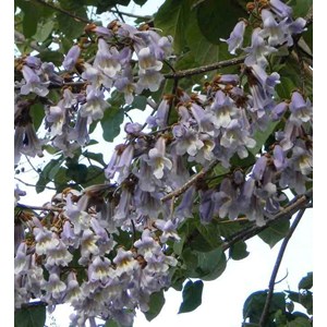 Paulownia tomentosa 25 l- 125-150 cm