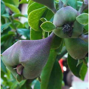 Pereskia grandifolia cactus et arbre 2 l 20-30 cm