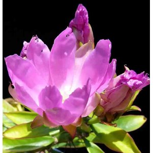 Pereskia grandifolia cactus et arbre 2 l 20-30 cm