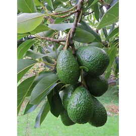 Persea americana duke 7 l 60-80 cm