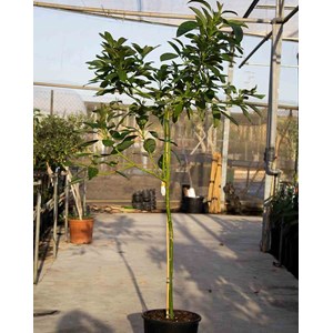 Persea americana var. Bacon 12 l 160-180 cm