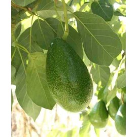Persea americana var. Bacon 7 l 60-80 cm