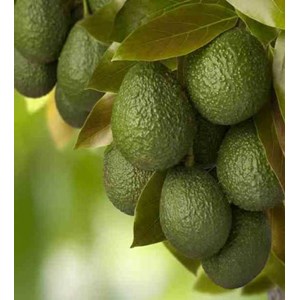 Persea americana var. Hass 25 l 180-200 cm
