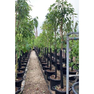 Persea americana var. Hass 25 l 180-200 cm