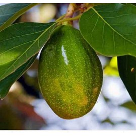 Persea americana var. Zutano 7 l 60-80 cm