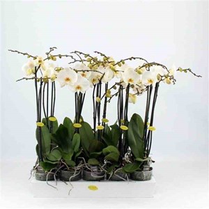 Phalaenopsis hybride blanche 1 l 60-70 cm
