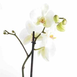 Phalaenopsis hybride blanche 2 l 60-80 cm