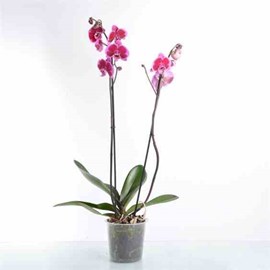 Phalaenopsis hybride rose 2 l 60-80 cm