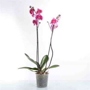 Phalaenopsis hybride rose 2 l 60-80 cm