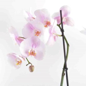 Phalaenopsis hybride rose clair 2 l 60-80 cm