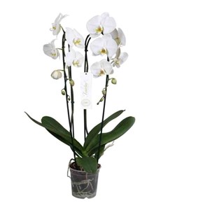 Phalaenopsis hybride tsarine blanche 2 l 60-80 cm