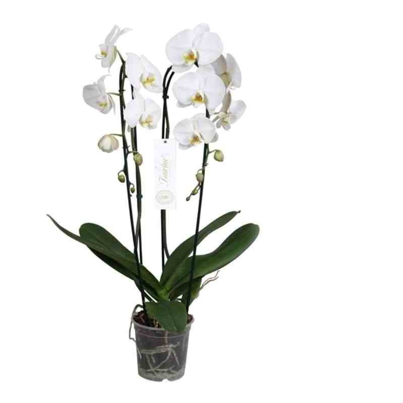 Phalaenopsis hybride tsarine blanche 2 l 60-80 cm
