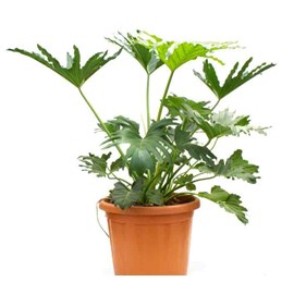 Philodendron selloum 25 l 100-125 cm