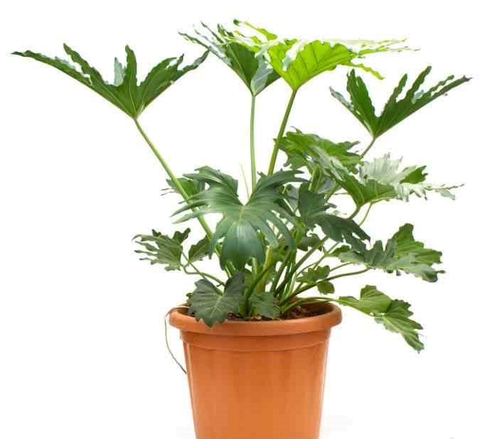 Philodendron selloum 25 l 100-125 cm