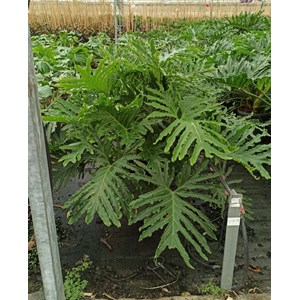 Philodendron selloum 25 l 100-125 cm