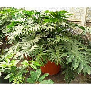 Philodendron selloum 65 l 150-160 cm