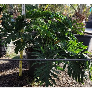 Philodendron selloum 65 l 150-160 cm
