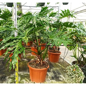 Philodendron selloum 65 l 150-160 cm