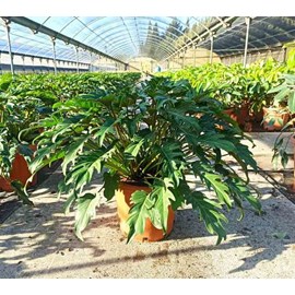 Philodendron xanadu 65 l 130-150 cm